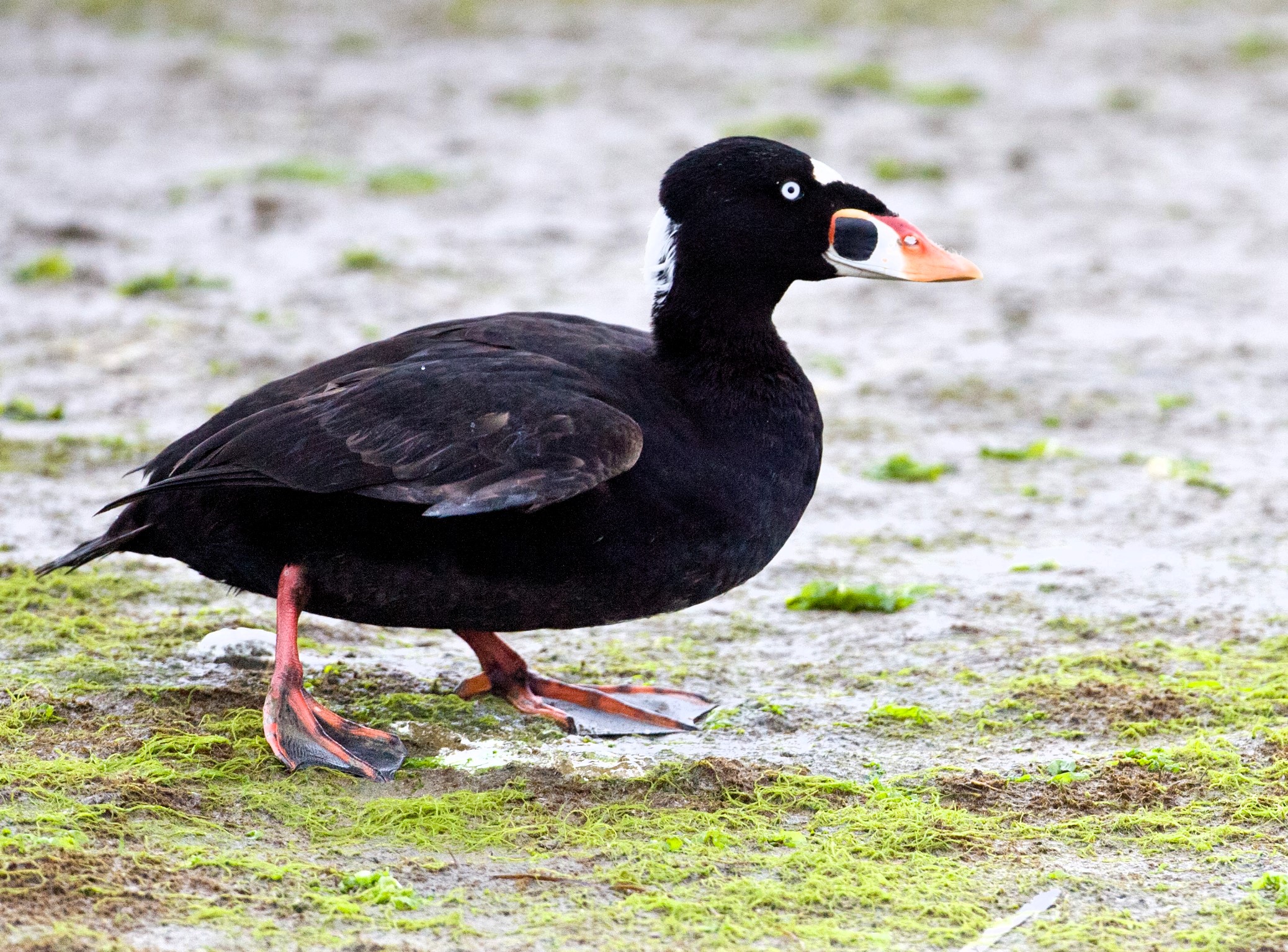 Surf Scoter by Rinus Baak USFWS.jpg FWS.gov